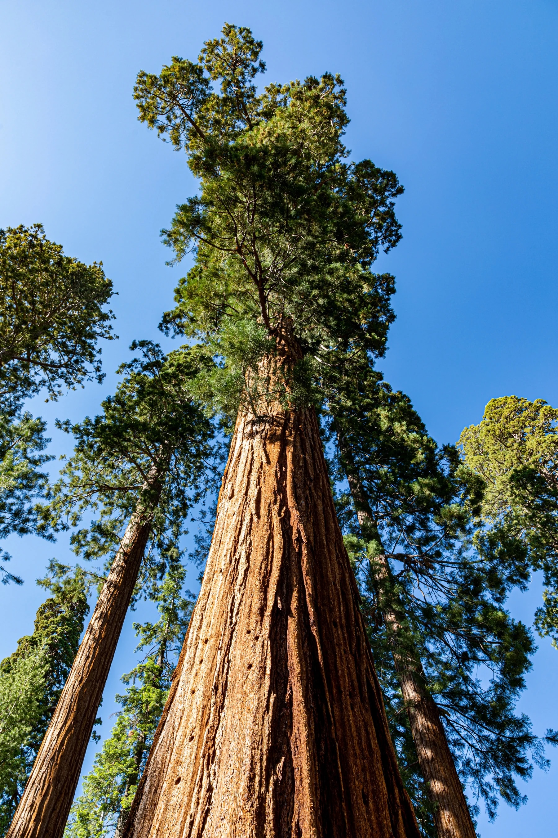 Tronco de uma sequoia-gigante visto de baixo, subindo até a copa contra o céu azul